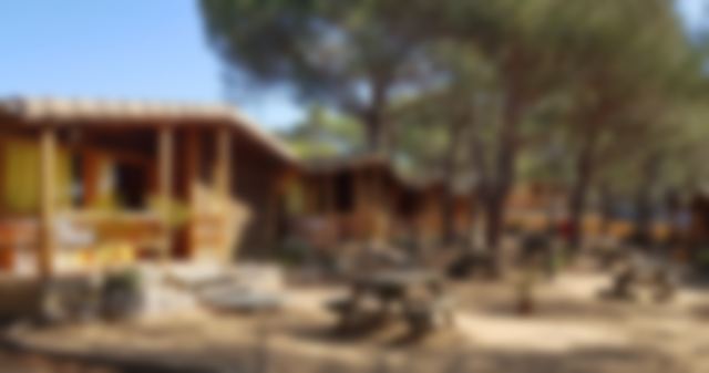 Wooden bungalows under pines, blurred