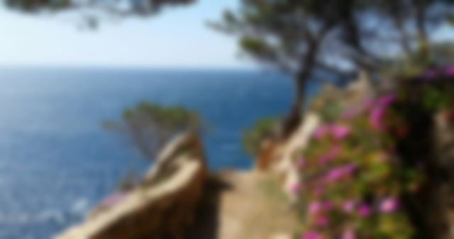 Coastal path through pines, blurred