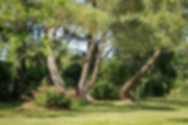 Garden with mature pine trees and open lawn, blurred